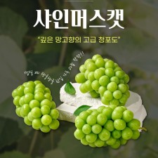 달디단 수출용 샤인머스켓 망고포도 고당도 김천 상주