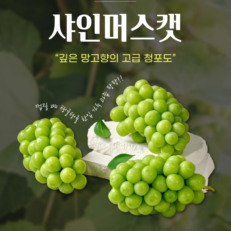 달디단 수출용 샤인머스켓 망고포도 고당도 김천 상주